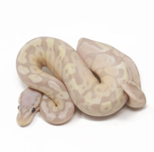 11-14A-Banana-Pastel_2025_1-300x296 11-14A Banana Pastel_2025_1