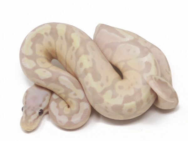 Super Banana Pastel (Female)