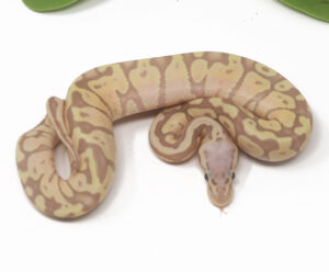 11-14B-Banana-Pastel_2025_1-300x248 11-14B Banana Pastel_2025_1