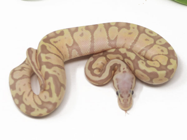 Banana Pastel (Female)