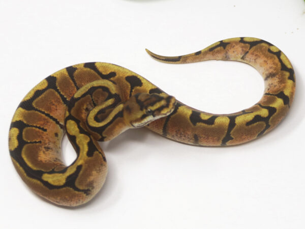 Shatter Enchi Spotnose (Female)