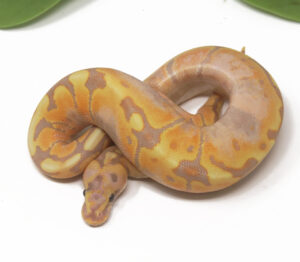 11-16A-Banana-Shatter-Enchi-Spotnose_2025_1-300x262 11-16A Banana Shatter Enchi Spotnose_2025_1