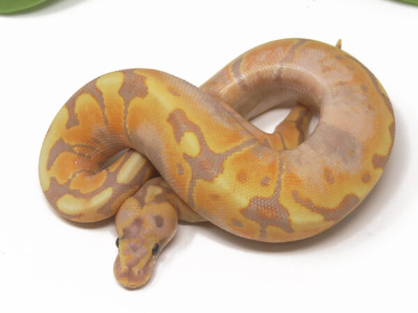 Banana Shatter Enchi Spotnose (Male)