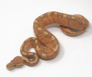 11-16B-Banana-GHI-Enchi-Cinnamon_2025_1-300x251 11-16B Banana GHI Enchi Cinnamon_2025_1