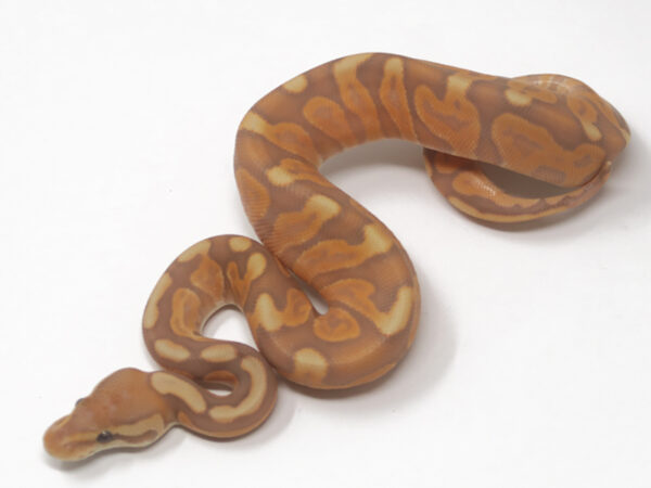 Banana GHI Enchi Cinnamon (Female)