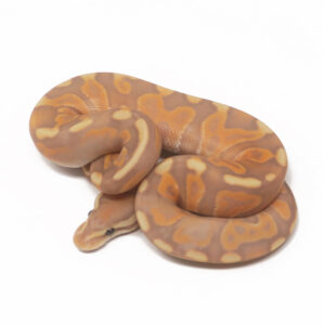 11-16C-Banana-GHI-Shatter-Enchi-Cinnamon_2025_1-298x300 11-16C Banana GHI Shatter Enchi Cinnamon_2025_1