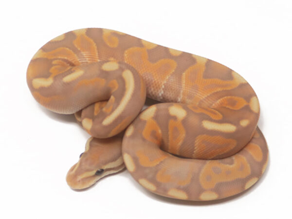 Banana GHI Shatter Enchi Cinnamon (Female)