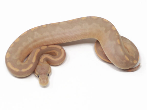 Banana GHI Cinnamon (Female)