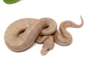 11-17B-Super-Banana-GHI-Cinnamon_2025_1-300x238 11-17B Super Banana GHI Cinnamon_2025_1