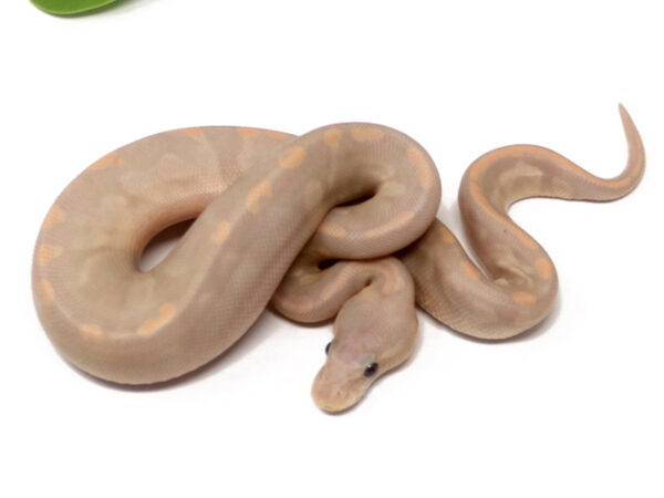 Super Banana GHI Cinnamon (Male)