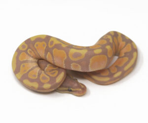 12-10B-Banana-Het-Pied_2025-300x249 12-10B Banana Het Pied_2025