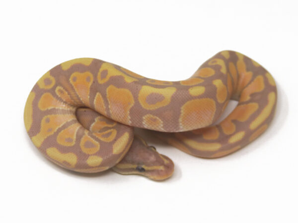 Banana Het Pied (Male)
