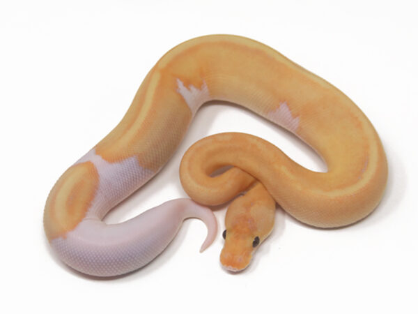 Banana Champagne DR (Male)