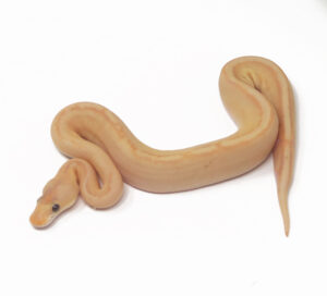 12-11B-Banana-Champagne_2025-300x272 12-11B Banana Champagne_2025