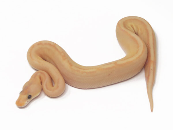 Banana Champagne (Male)