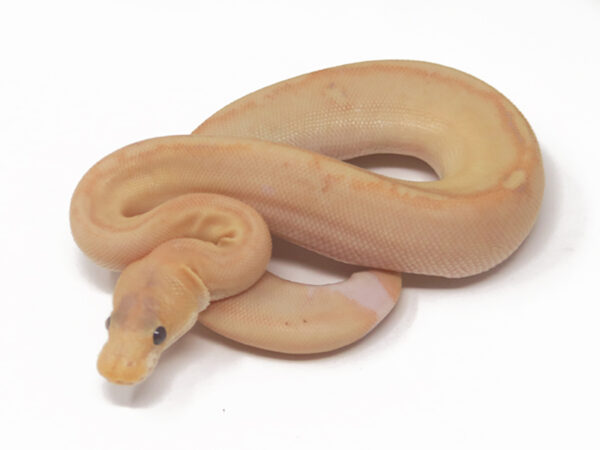 Banana Champagne DR (Male)