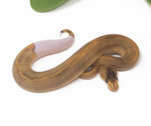 12-12A-Champagne-DR_2025-300x251 12-12A Champagne DR_2025