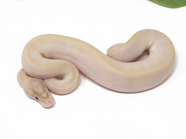 Ivory (Female)