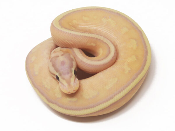 Banana Super Stripe (Male)