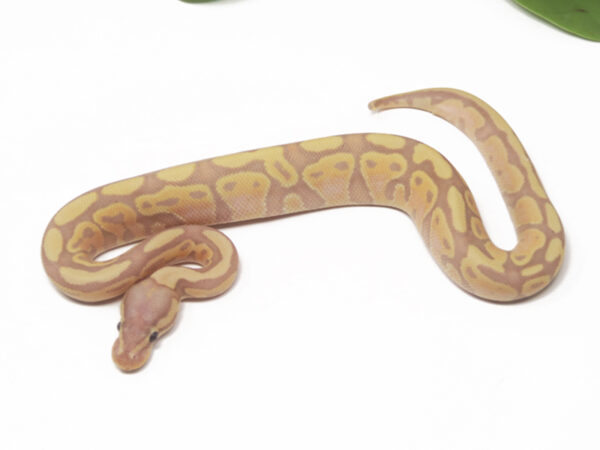 Banana (Male)