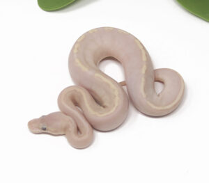 12-14A-Banana-Bamboo-Mahogany_2025-300x263 12-14A Banana Bamboo Mahogany_2025