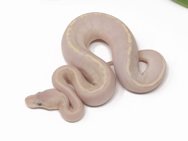 Banana Bamboo Mahogany (Female)