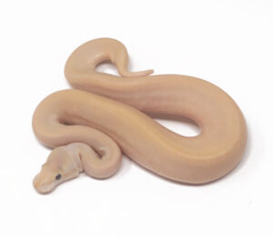 12-14B-Banana-Champagne-Bamboo_2025-300x261 12-14B Banana Champagne Bamboo_2025