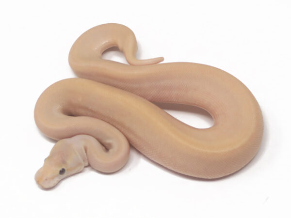 Banana Champagne Bamboo (Male)