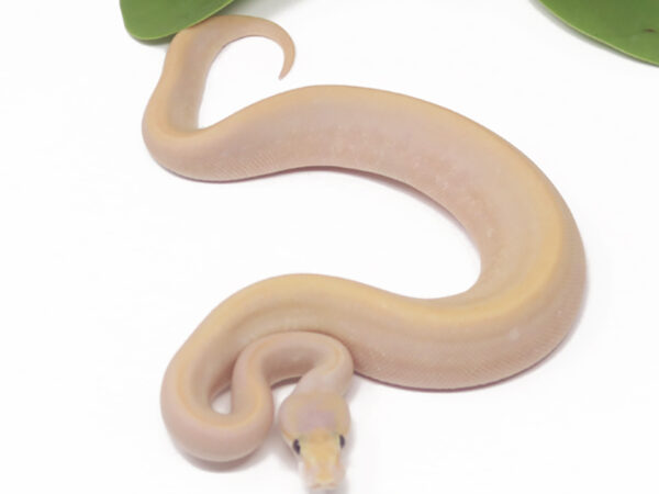 Banana Champagne Bamboo (Female)