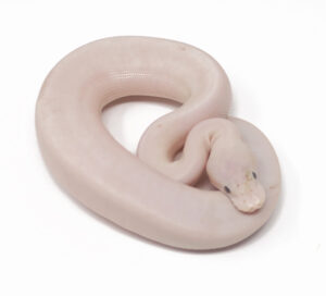 12-15A-Banana-Champagne-Bamboo-Mahogany_2025-300x272 12-15A Banana Champagne Bamboo Mahogany_2025