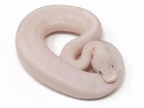 Banana Champagne Bamboo Mahogany (Male)