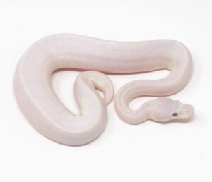 12-15B-Banana-Champagne-Bamboo-Mahogany_2025-300x258 12-15B Banana Champagne Bamboo Mahogany_2025