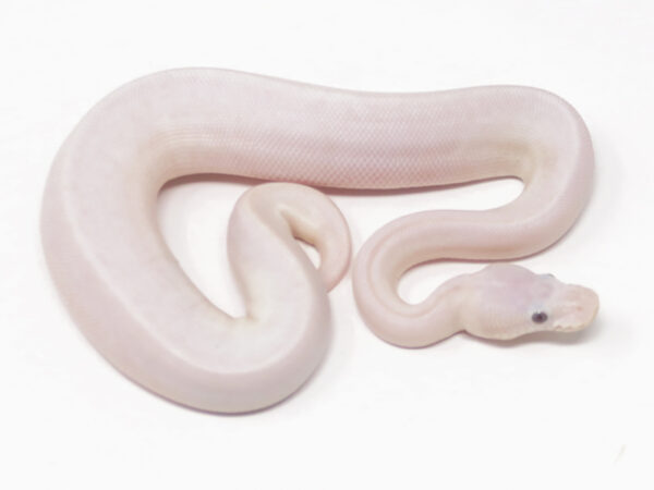 Banana Champagne Bamboo Mahogany (Female)
