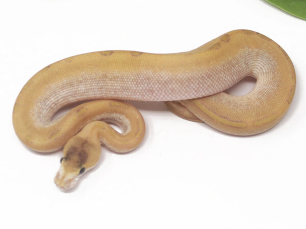 Champagne Mahogany (Male)