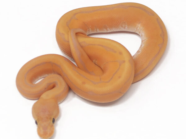 Banana Enchi Cinnamon Pin (Male)