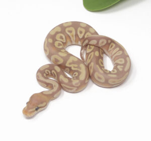 12-16B-Banana-Mojave_2025-300x280 12-16B Banana Mojave_2025