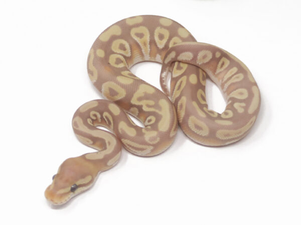 Banana Mojave (Female)