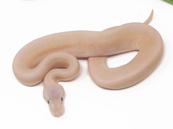 Banana Pewter Pin (Male)