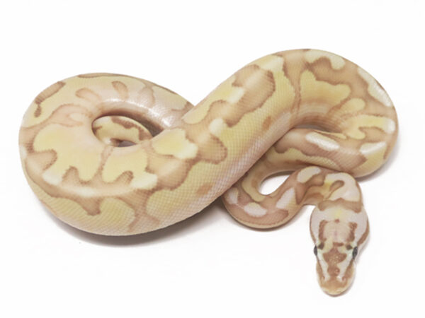 Banana Pastel Enchi Butter Spotnose (Female)