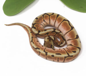 12-1B-Stinger-Bee-Cinnamon_2025_1-300x267 12-1B Stinger Bee Cinnamon_2025_1