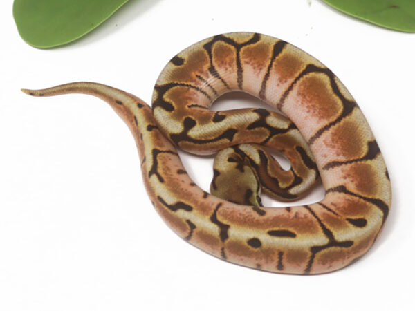 Stinger Bee Cinnamon (Female)