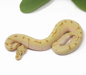 12-2A-Banana-Super-Enchi-Spider_2025_1-300x261 12-2A Banana Super Enchi Spider_2025_1