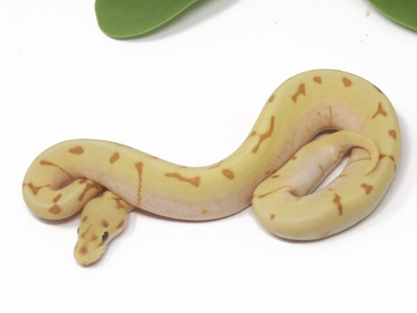 Banana Super Enchi Spider (Male)