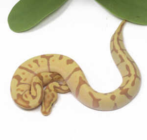 12-2B-Banana-Super-Enchi_2025_1-300x286 12-2B Banana Super Enchi_2025_1