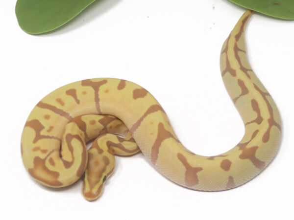 Banana Super Enchi (Male)