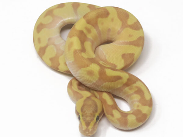 Banana Super Enchi Butter (Male)