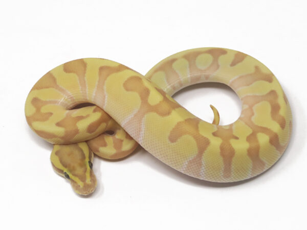 Banana Super Enchi Butter (Female)