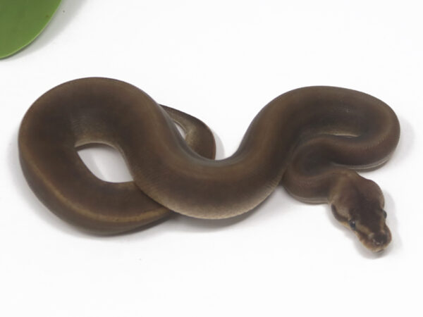Suma Pastel (Female)