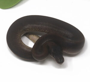 12-3C-Suma_2025_1-300x275 12-3C Suma_2025_1