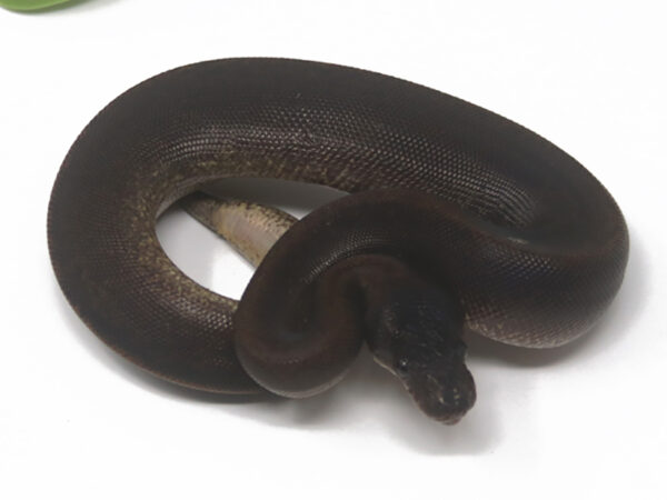 Suma (Female)